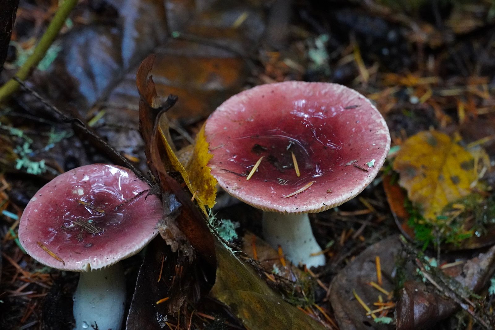 Two shellfish-scented russulas (Russula xerampelina) growing among fallen leaves, needles and twigs, Cascades