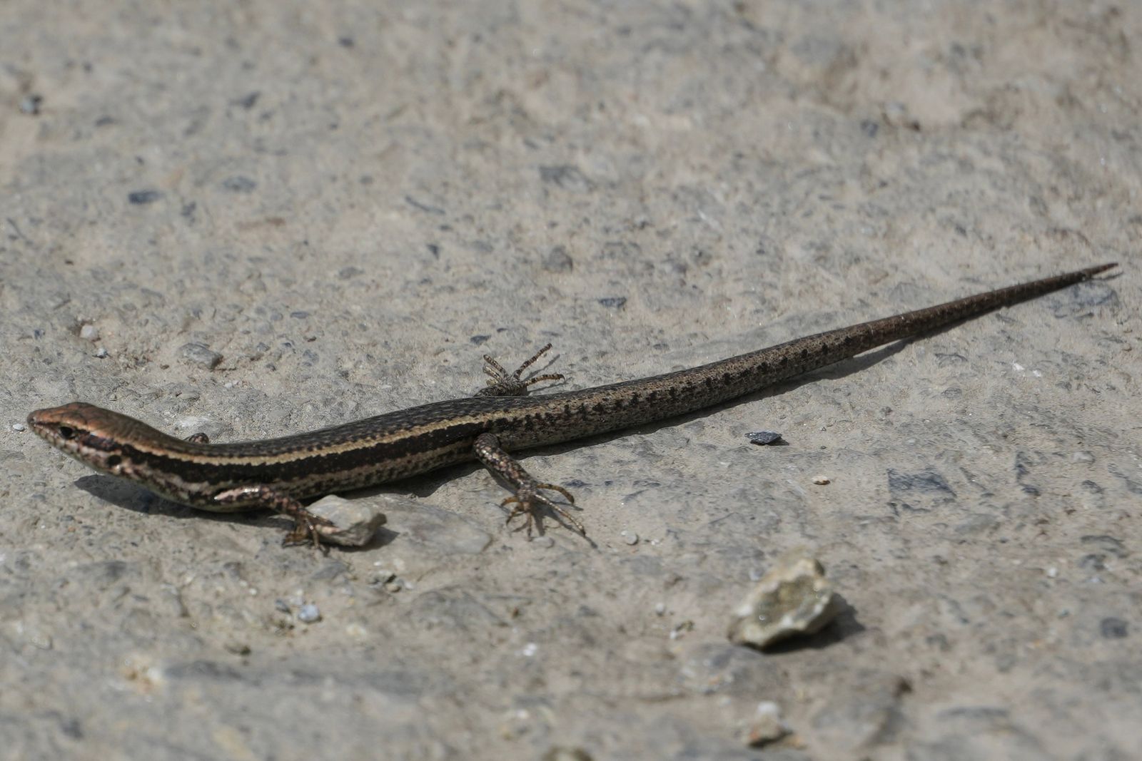 A striped brown lizard on gritty ground among small stones, Tiger Leaping Gorge