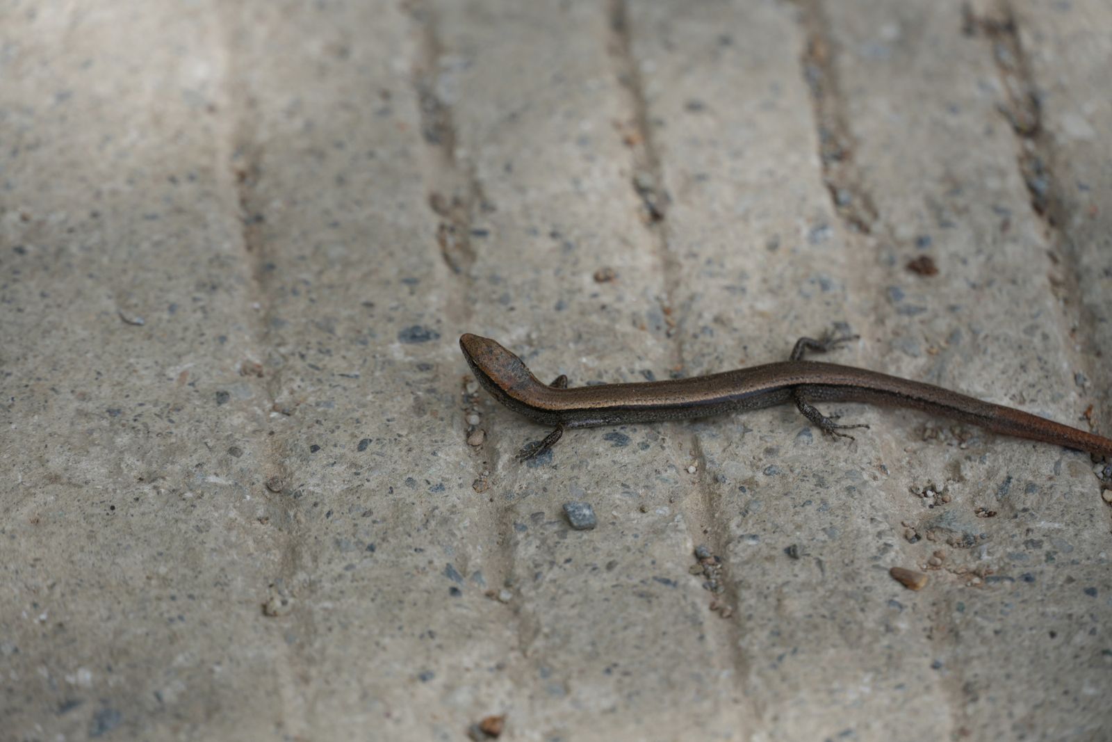 Ground skink (Scincella) on grooved concrete with scattered grit, Tiger Leaping Gorge