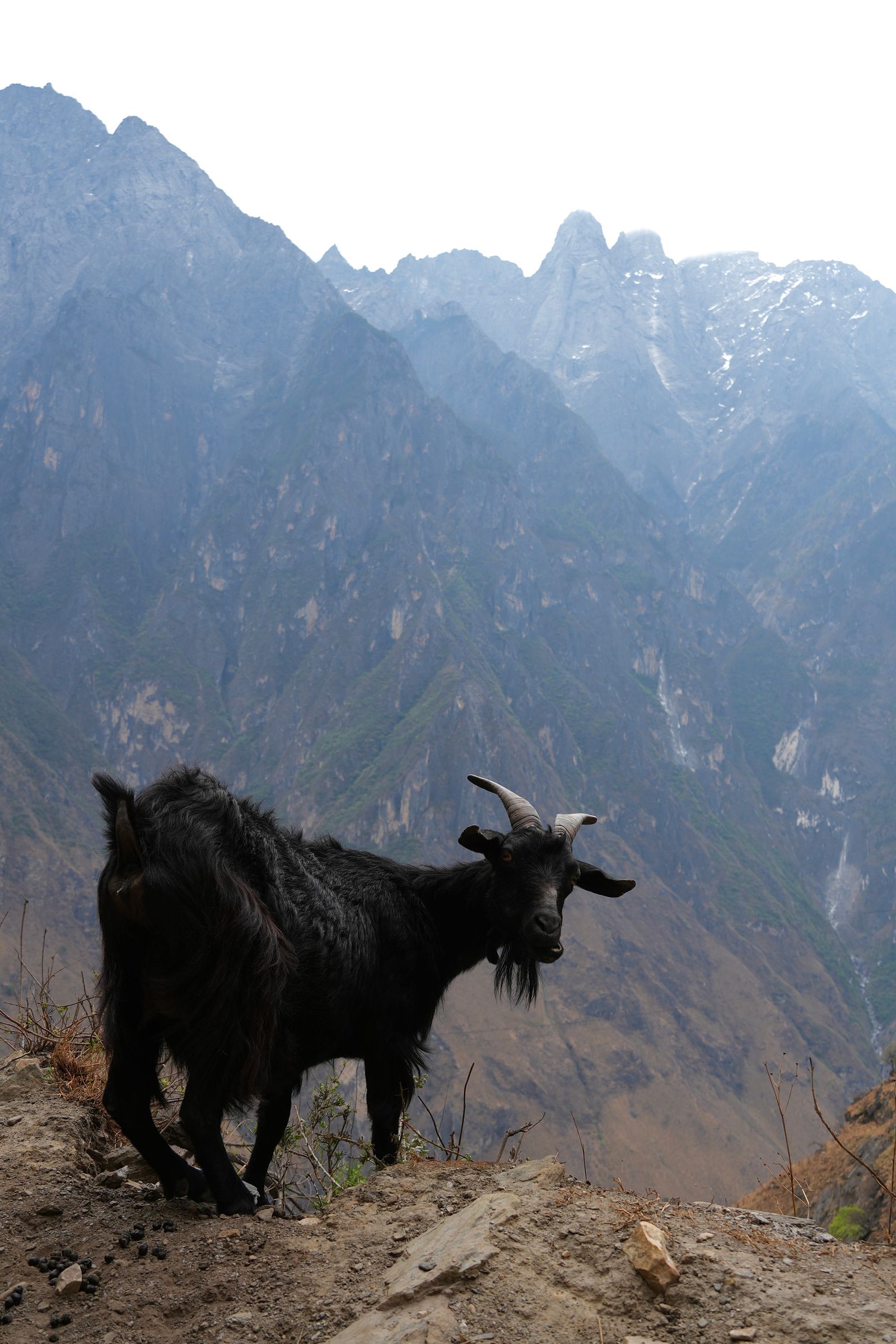 A black goat on rocks above Tiger Leaping Gorge