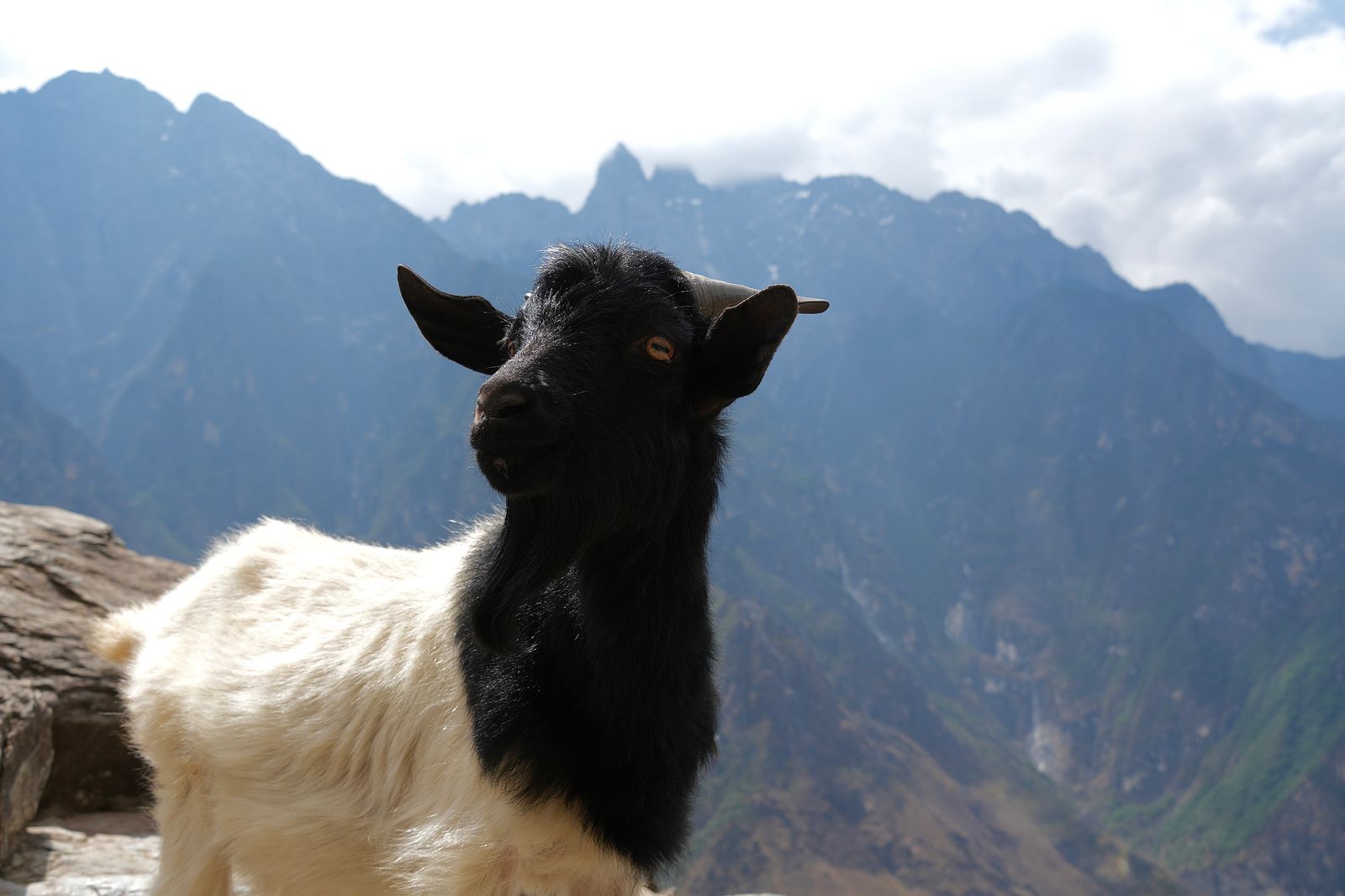 A black-and-white goat on rocks above Tiger Leaping Gorge