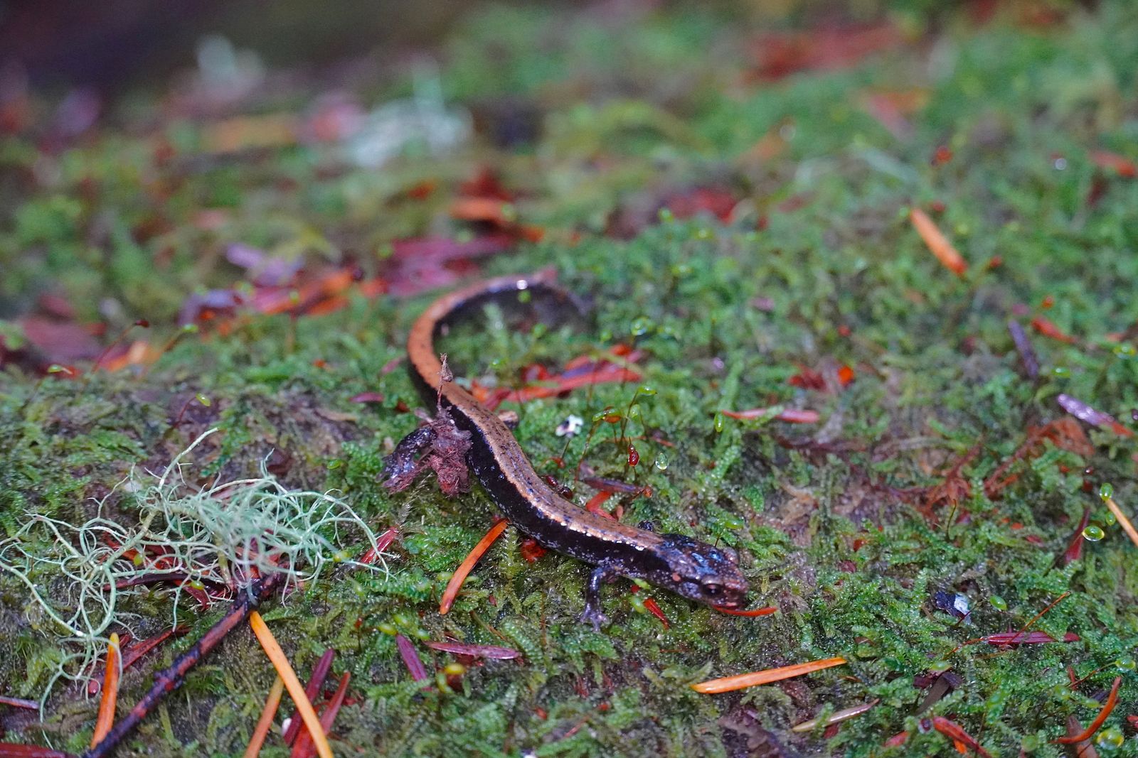 Western red-backed salamander (Plethodon vehiculum) on moss among fallen needles and lichen, Cascades