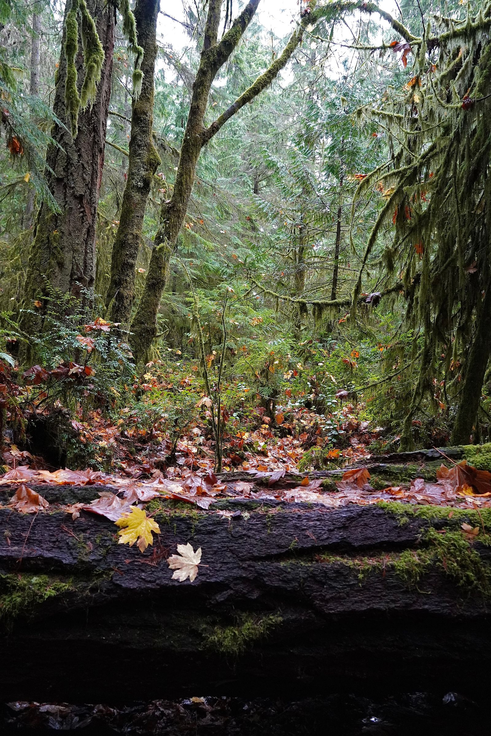 Moss-covered forest with fallen leaves on a mossy log, Cascades