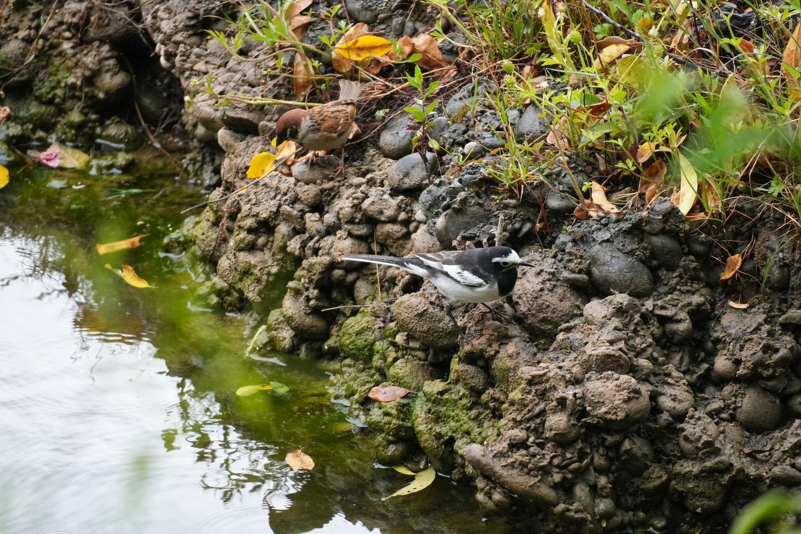 White wagtail (Motacilla alba) standing on rocks beside water, Tiger Leaping Gorge