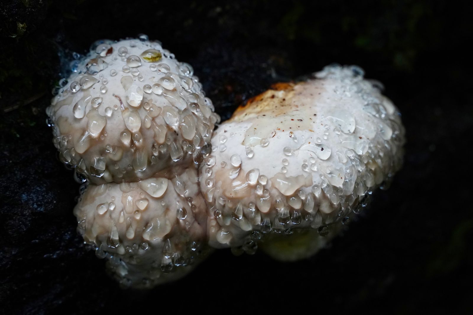 Bracket fungus (Fomitopsis) growing on dark wood with water droplets, Cascades