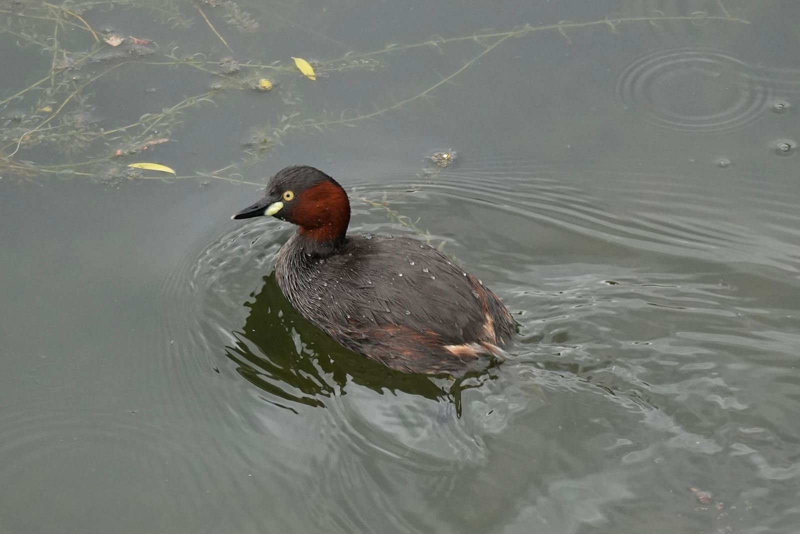 Little grebe (Tachybaptus ruficollis) swimming among ripples and submerged stems, Tiger Leaping Gorge
