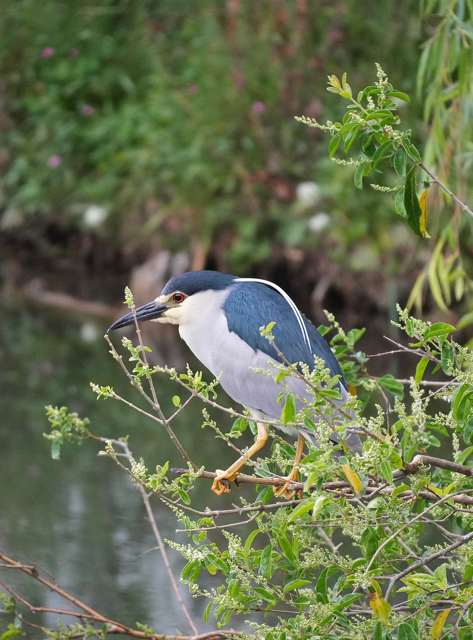 Black-crowned night heron (Nycticorax nycticorax) perched on leafy branches above water, Tiger Leaping Gorge