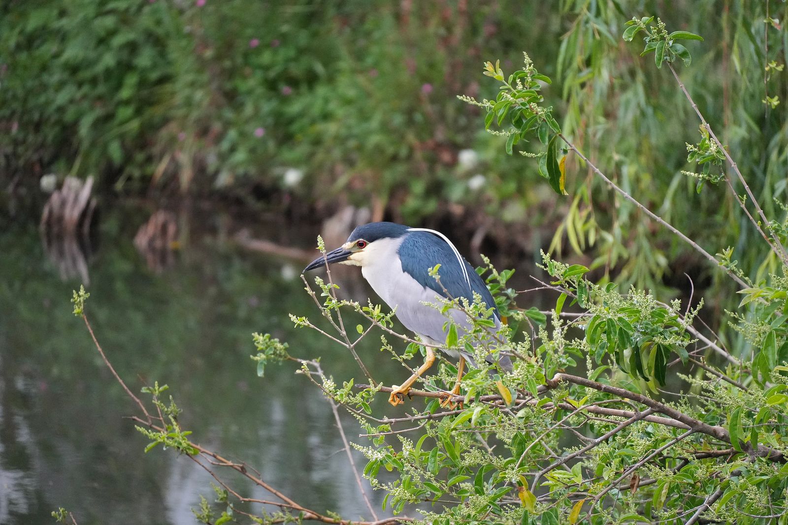 Black-crowned night heron (Nycticorax nycticorax) perched on leafy branches above water, Tiger Leaping Gorge