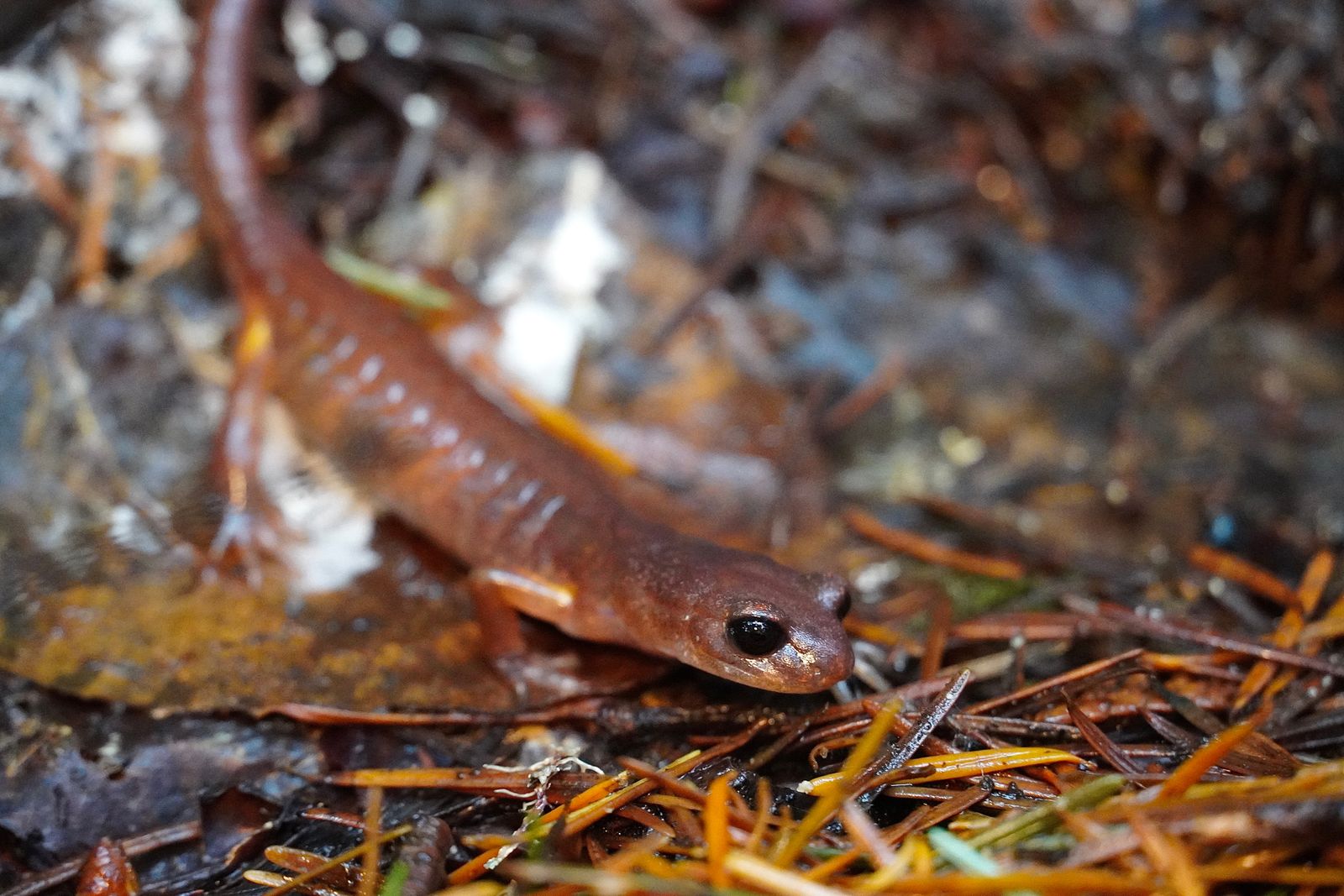 Ensatina (Ensatina eschscholtzii) on wet leaves among fallen needles and twigs, Cascades