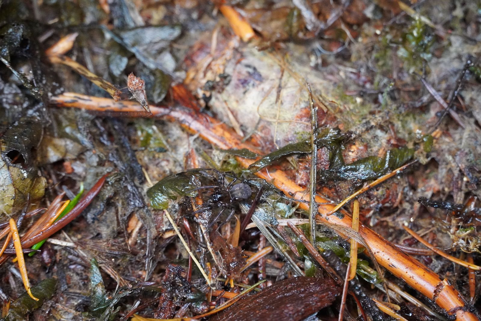 A spider on wet leaf litter among twigs, Cascades