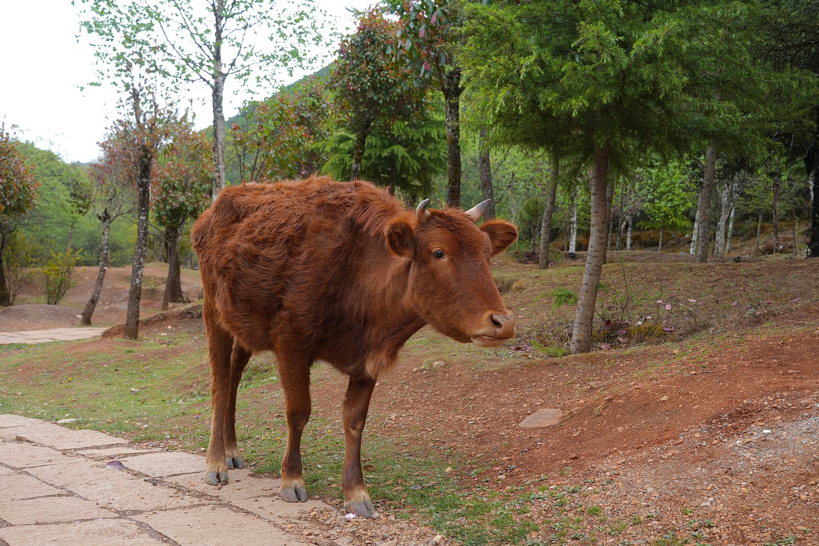 A reddish-brown cow on a stone path beside trees, Tiger Leaping Gorge