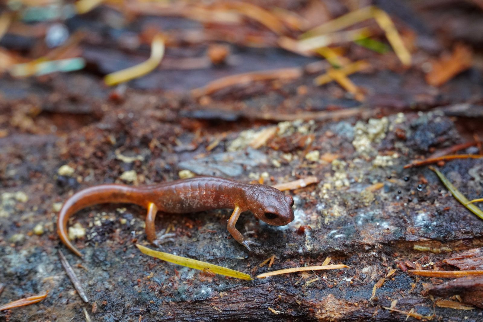 Ensatina (Ensatina eschscholtzii) on decaying wood scattered with needles, Cascades