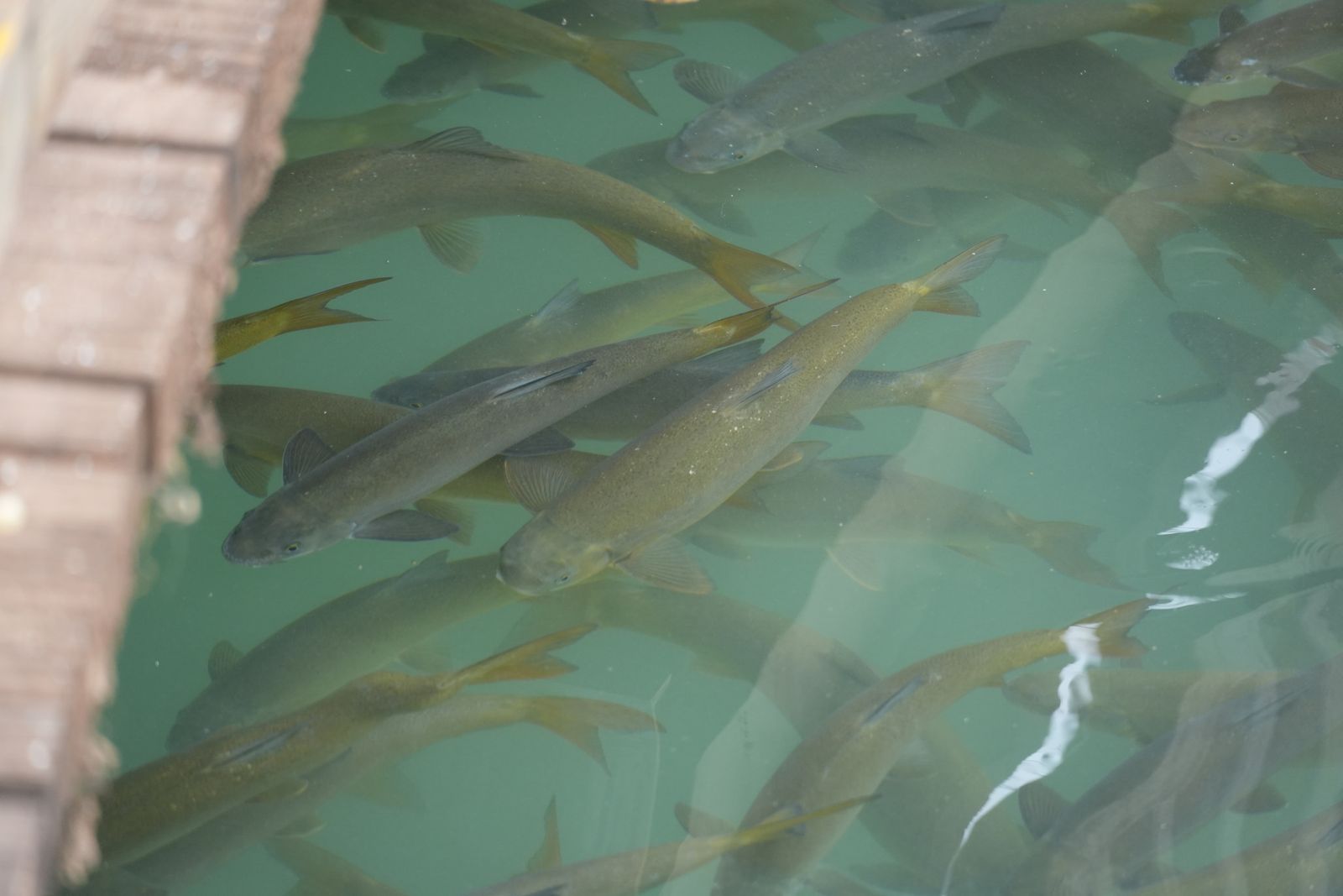 Fish swimming beneath surface reflections beside a wooden edge, Tiger Leaping Gorge