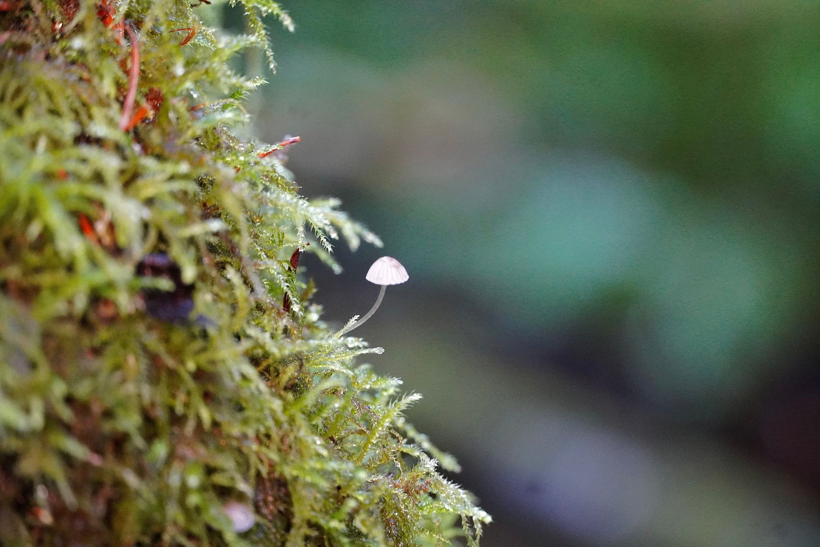 A pale pink mushroom growing on moss-covered bark, Cascades
