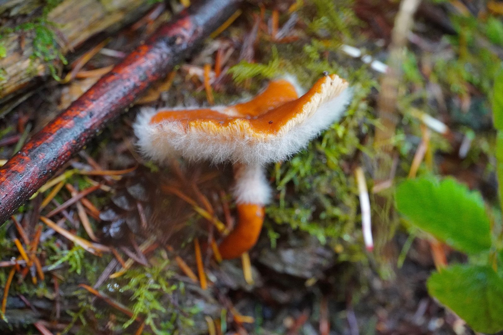 Fungus growing among moss, needles and fallen twigs, Cascades