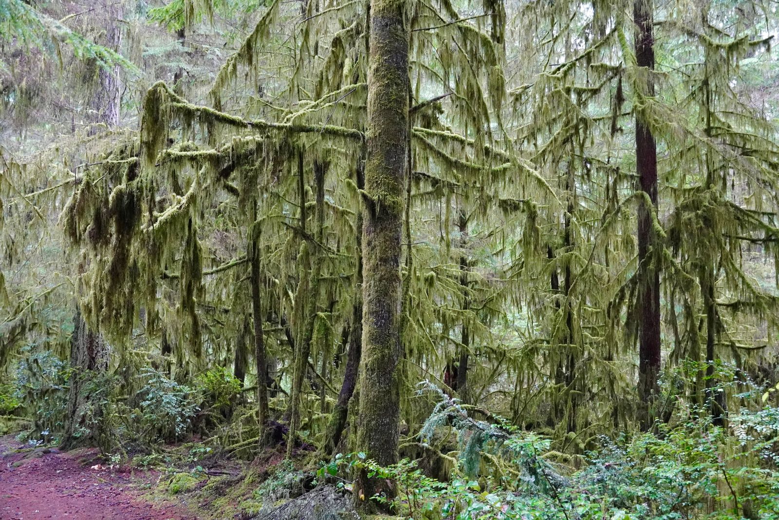 Moss-covered forest with hanging moss beside a dirt trail, Cascades
