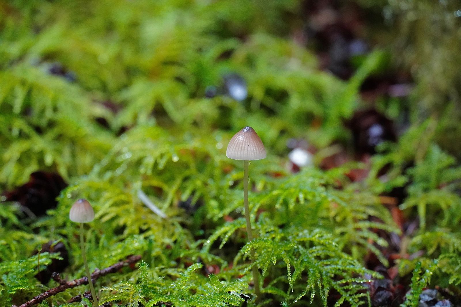 Two bonnet mushrooms (Mycena) growing among green moss and fallen twigs, Cascades