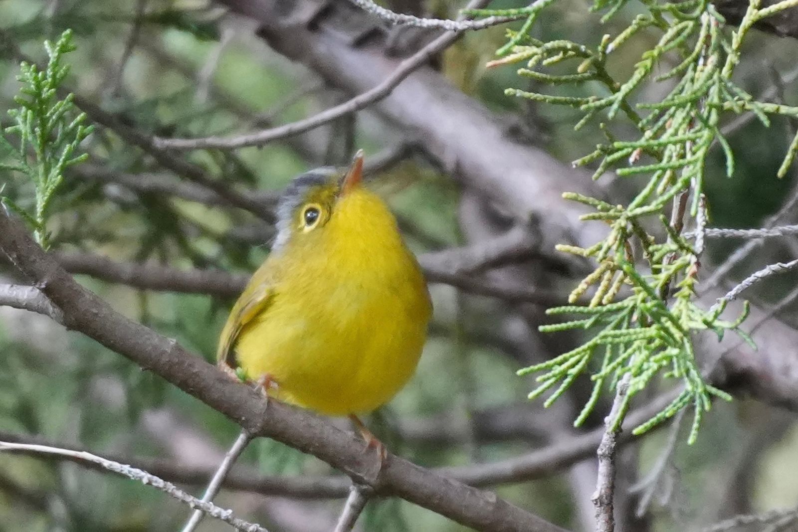 Gray-crowned warbler (Phylloscopus tephrocephalus) perched on a branch among green foliage, Tiger Leaping Gorge