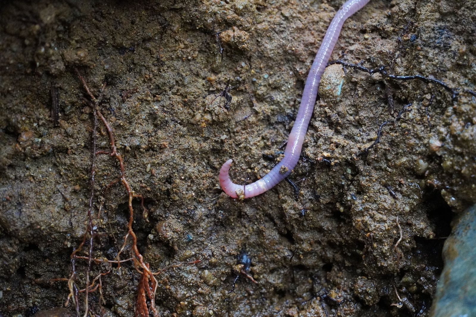 Blue-grey worm (Octolasion cyaneum) on exposed soil among fine roots, Cascades