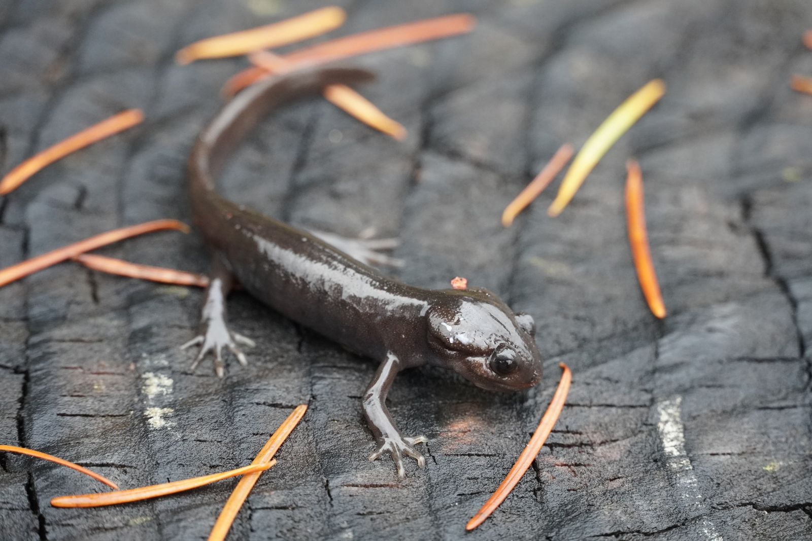 A salamander on cracked wood among fallen needles, Portland