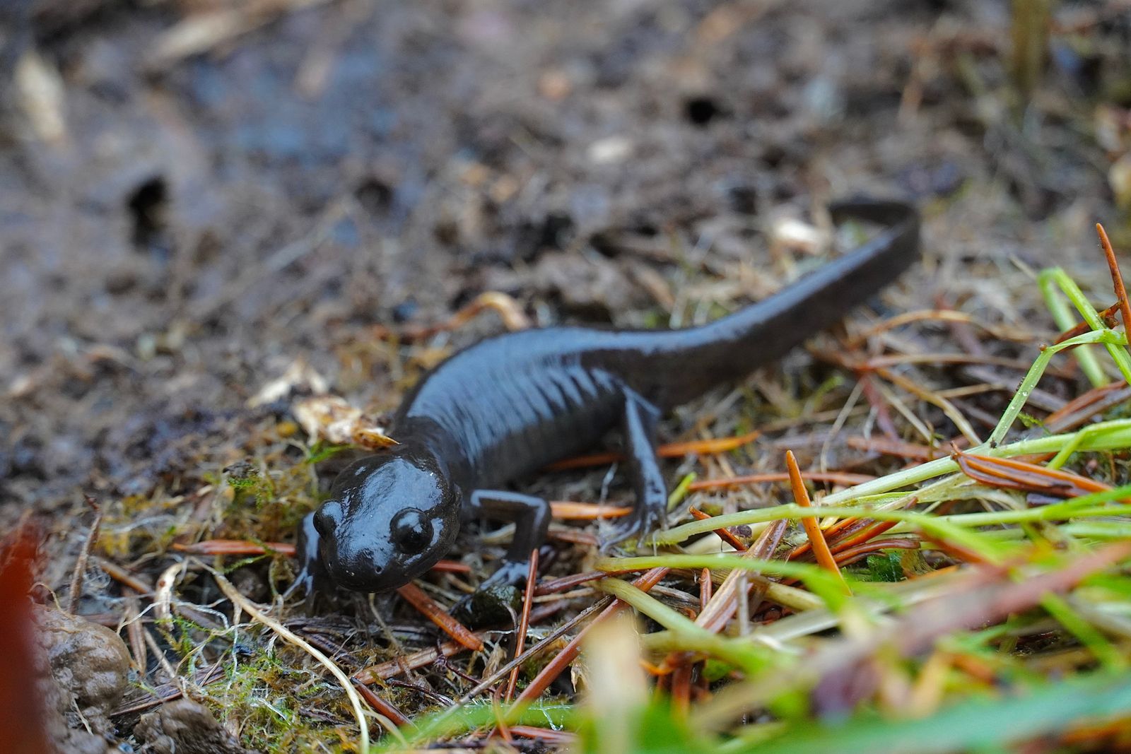 Northwestern salamander (Ambystoma gracile) on muddy ground among needles, moss and grass, Portland