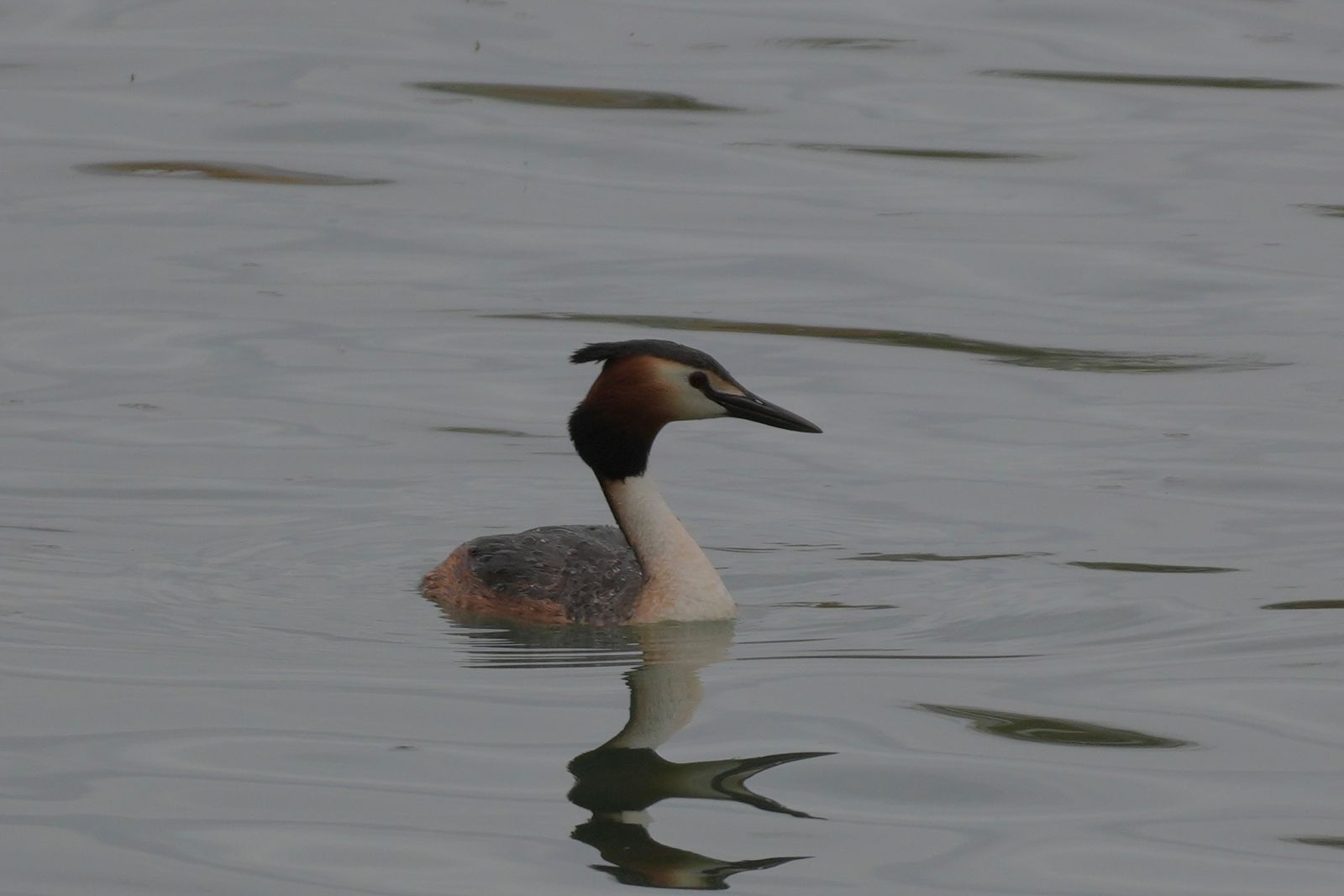 Great crested grebe (Podiceps cristatus) floating on rippled water with its reflection below, Tibetan plateau