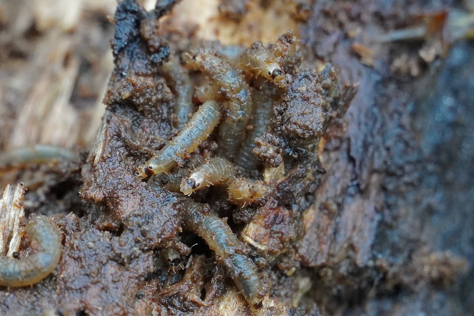 Millipedes on decaying wood, Portland