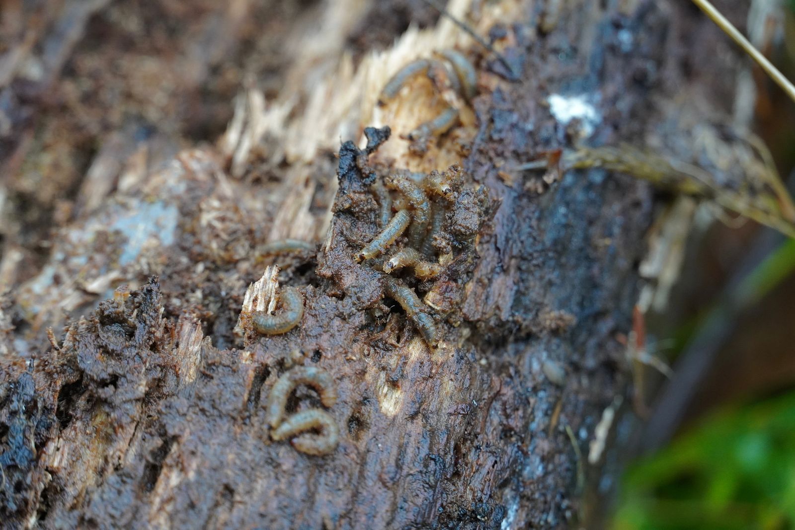 Millipedes on decaying wood, Portland