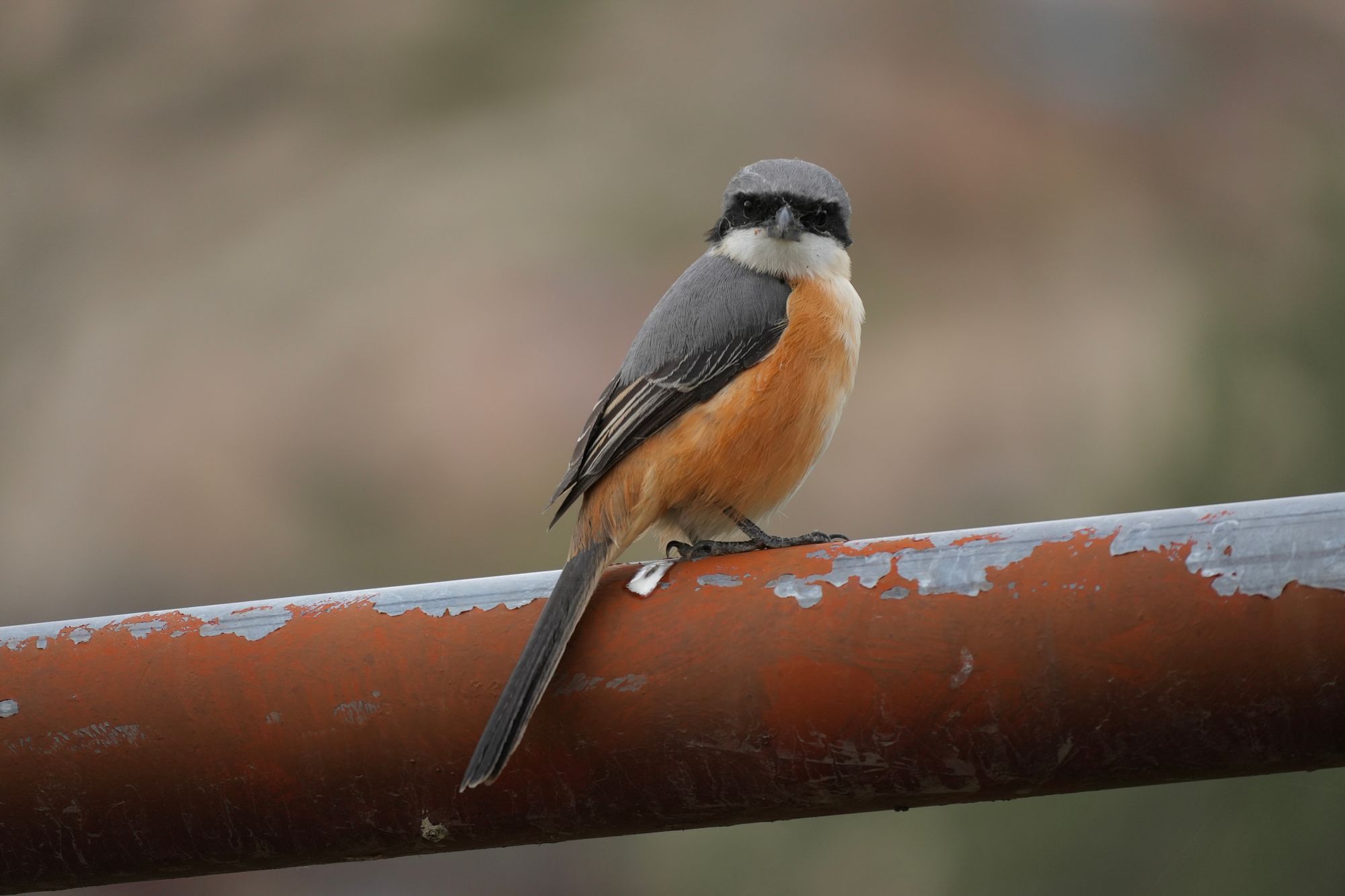 Grey-backed shrike (Lanius tephronotus) perched on a metal rail with peeling paint, Tibetan plateau