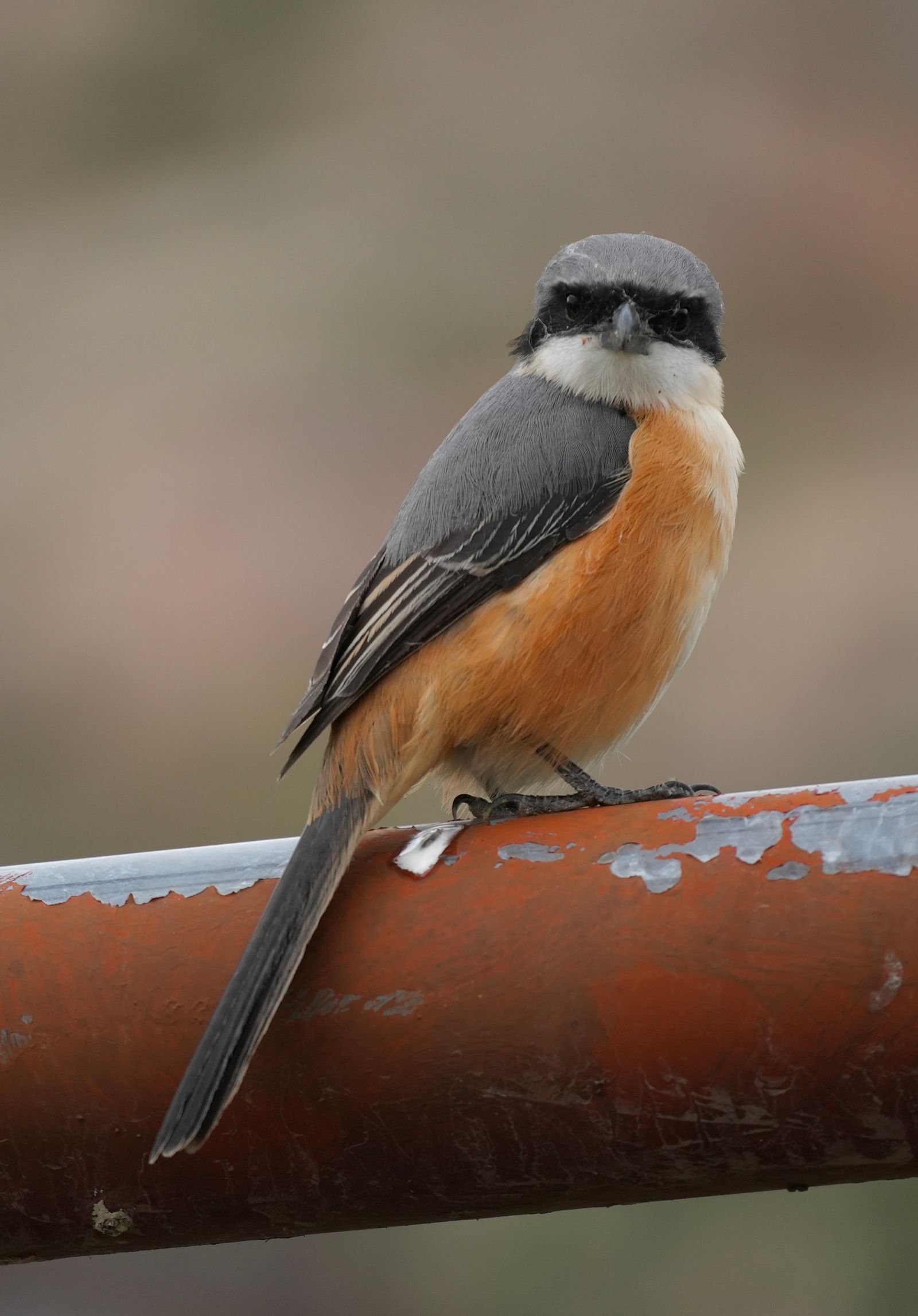 Grey-backed shrike (Lanius tephronotus) perched on a metal rail with peeling paint, Tibetan plateau
