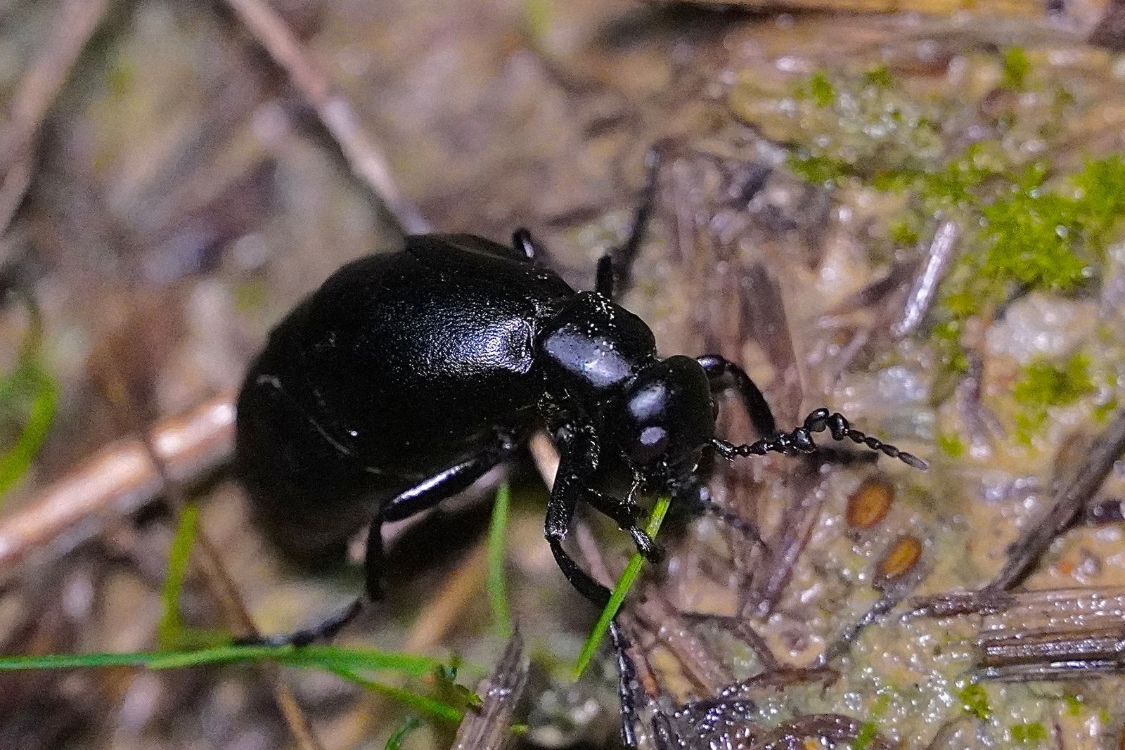 A black beetle on muddy ground among twigs and leaves, Portland