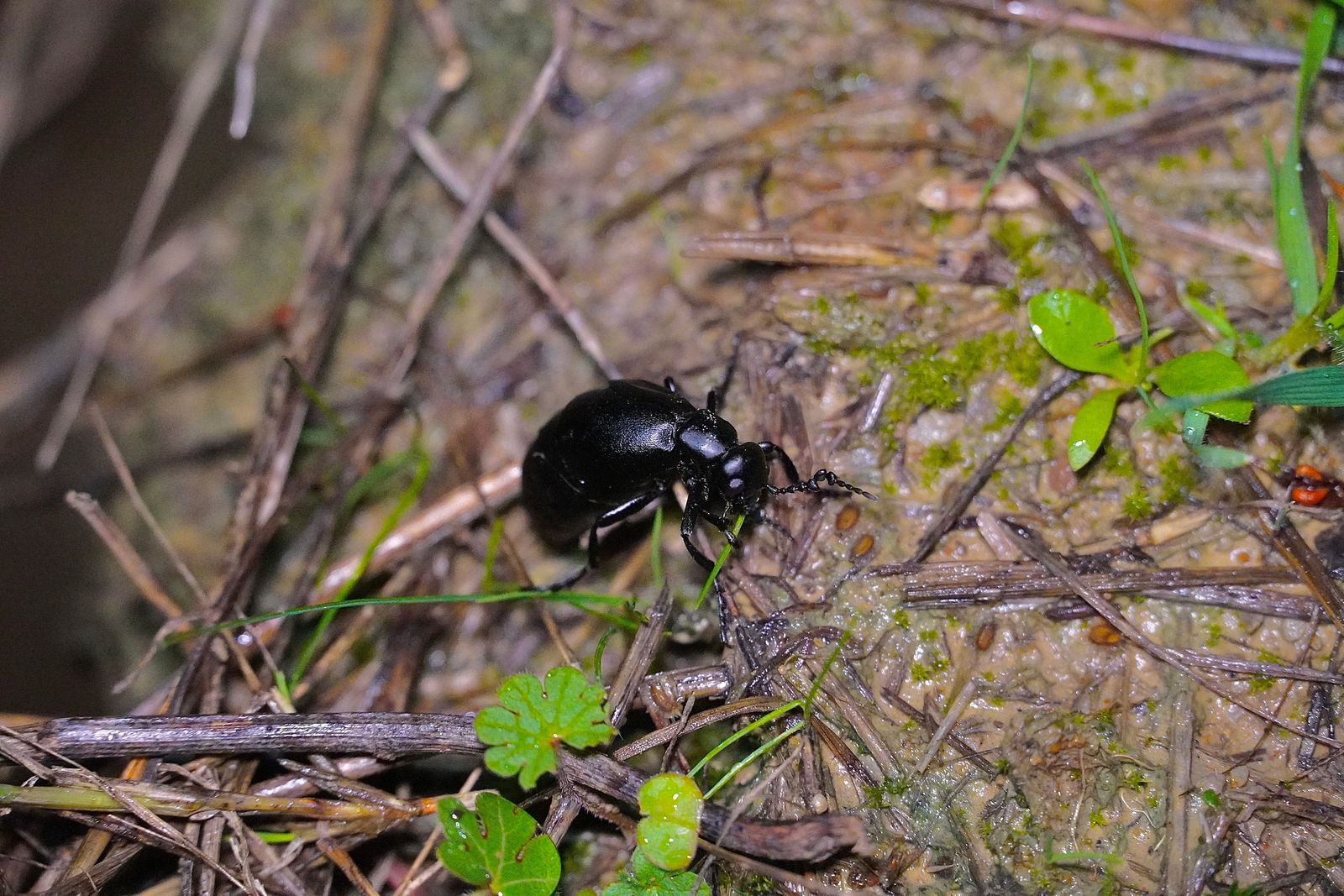A black beetle on muddy ground among twigs and leaves, Portland