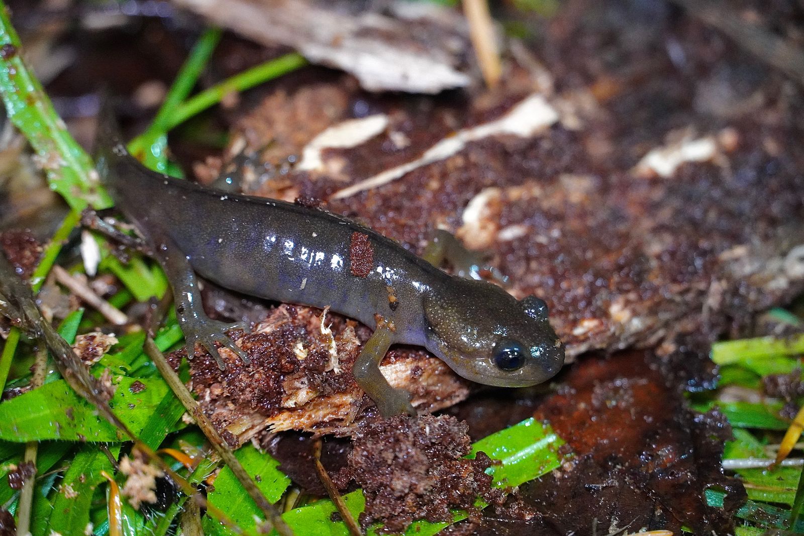 A salamander on decaying wood among grass and leaf litter, Portland