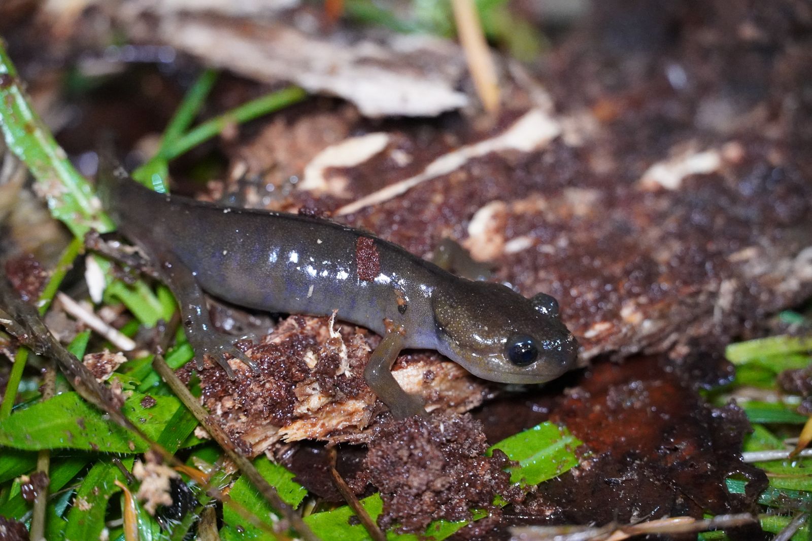 A salamander on crumbling wood among green leaves and soil, Portland