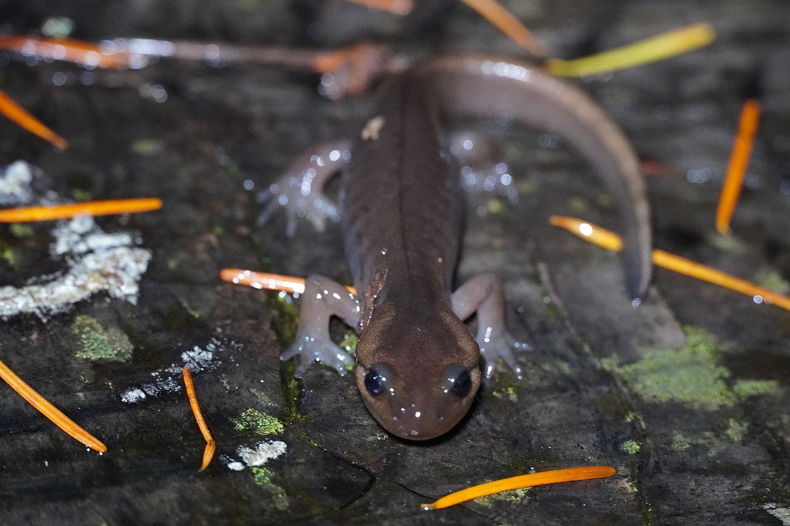 A salamander on dark wood scattered with needles, Portland