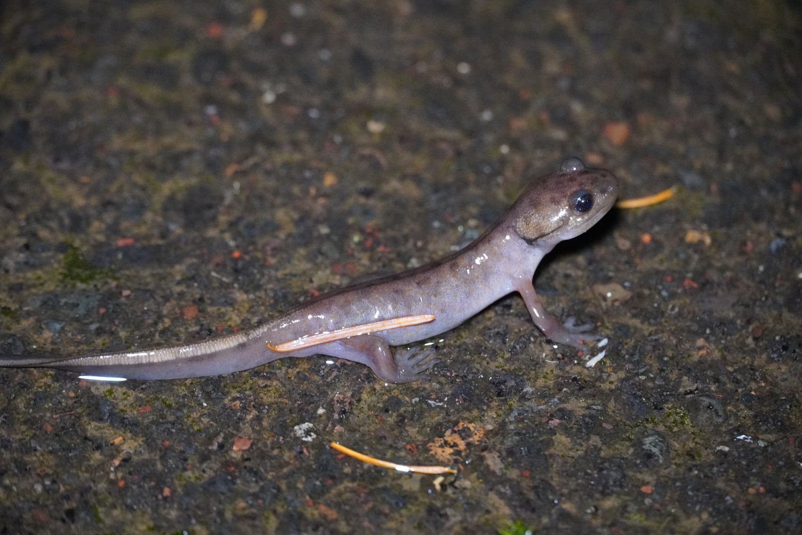 A salamander on wet ground among needles and moss, Portland