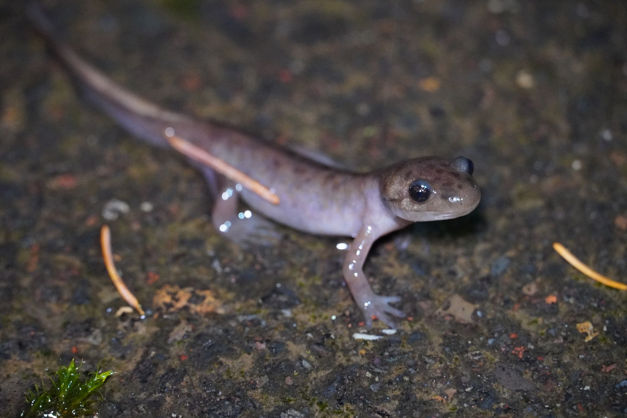 A salamander on wet rock beside needles and moss, Portland