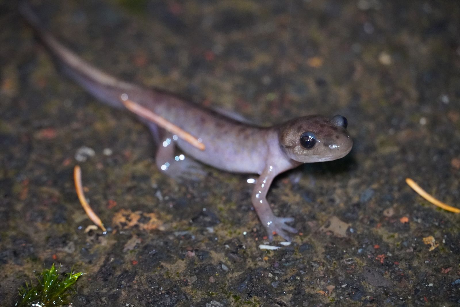 A salamander on wet rock beside needles and moss, Portland