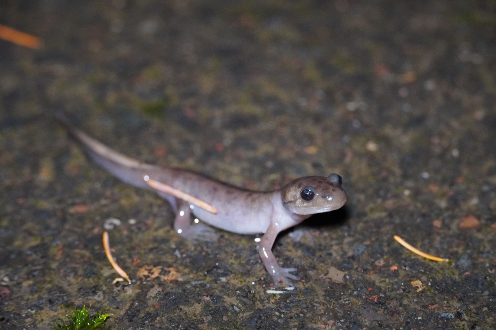 A salamander on wet ground among needles and moss, Portland