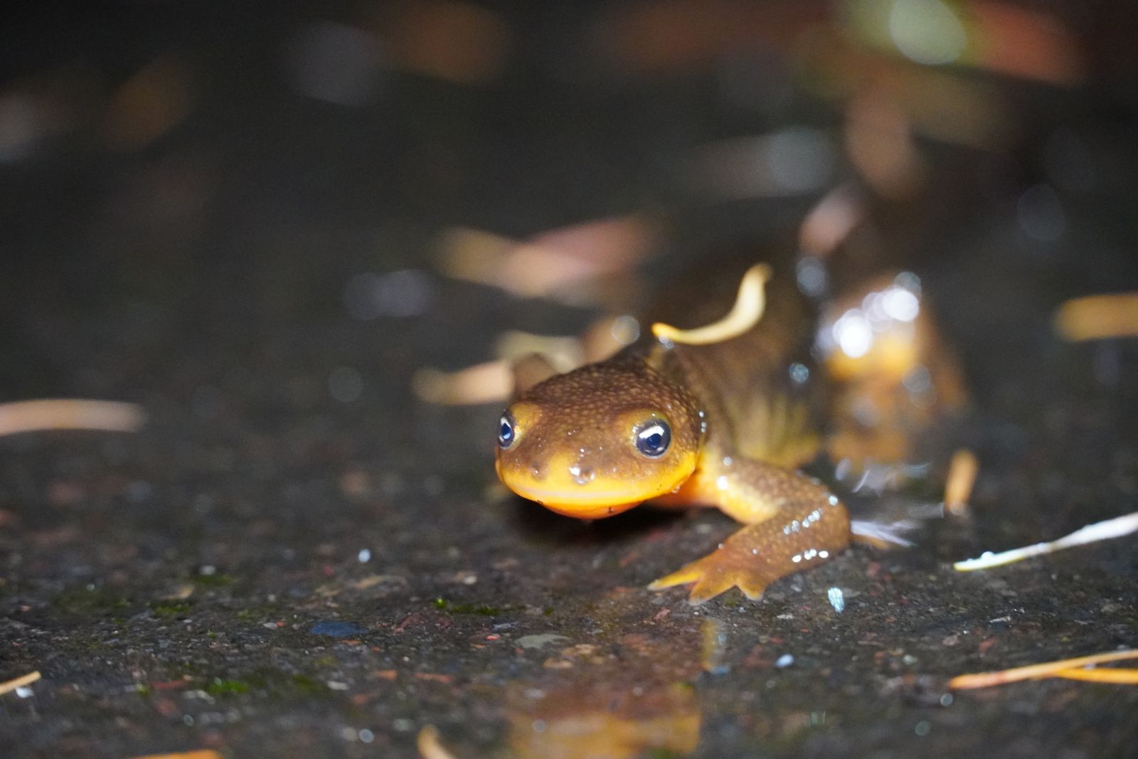 A salamander on wet ground among scattered needles, Portland