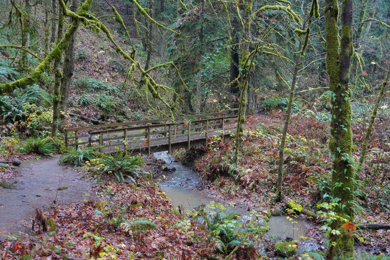 A wooden footbridge over a stream in moss-covered forest, Portland
