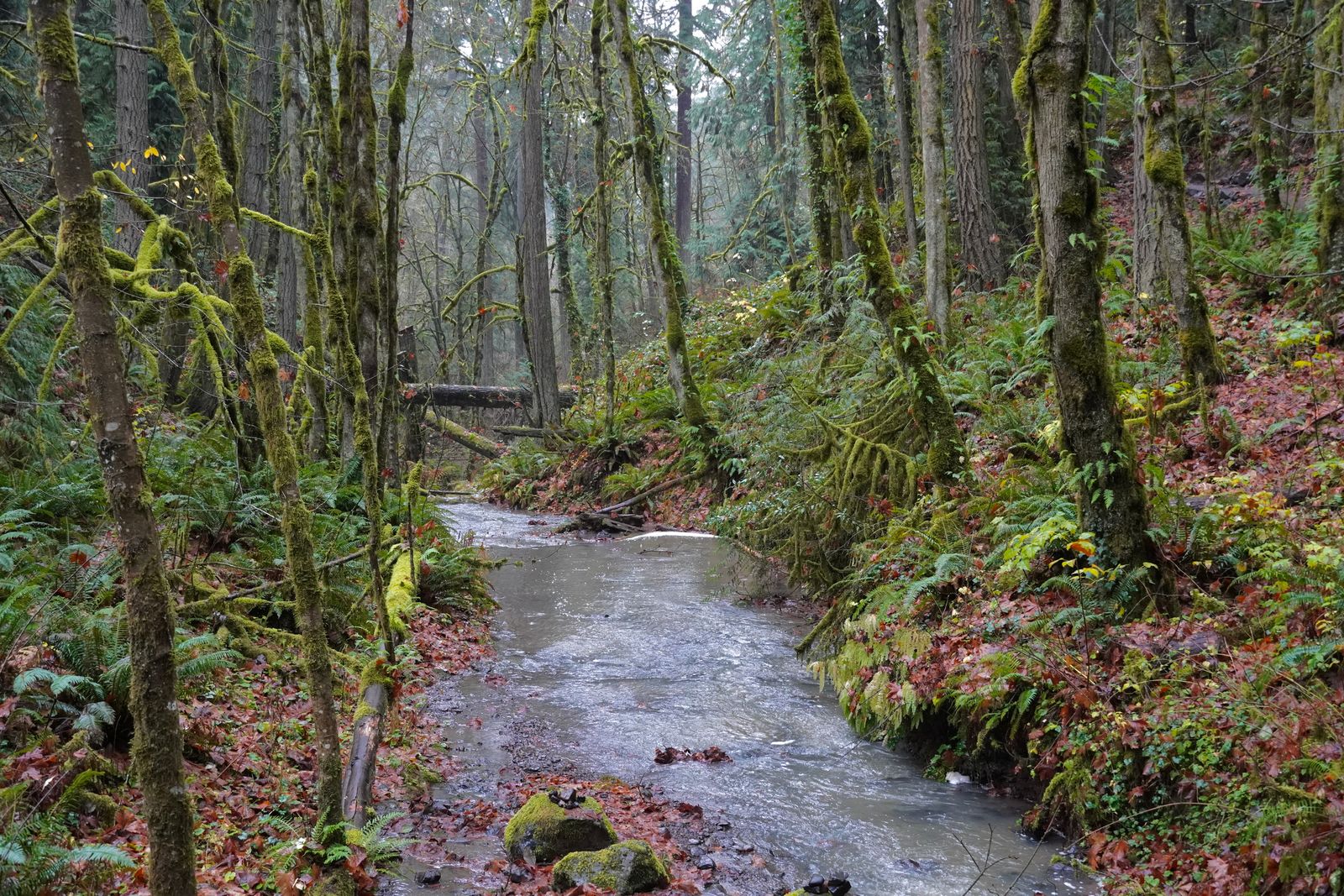 A stream between moss-covered trees and fern-lined banks, Portland
