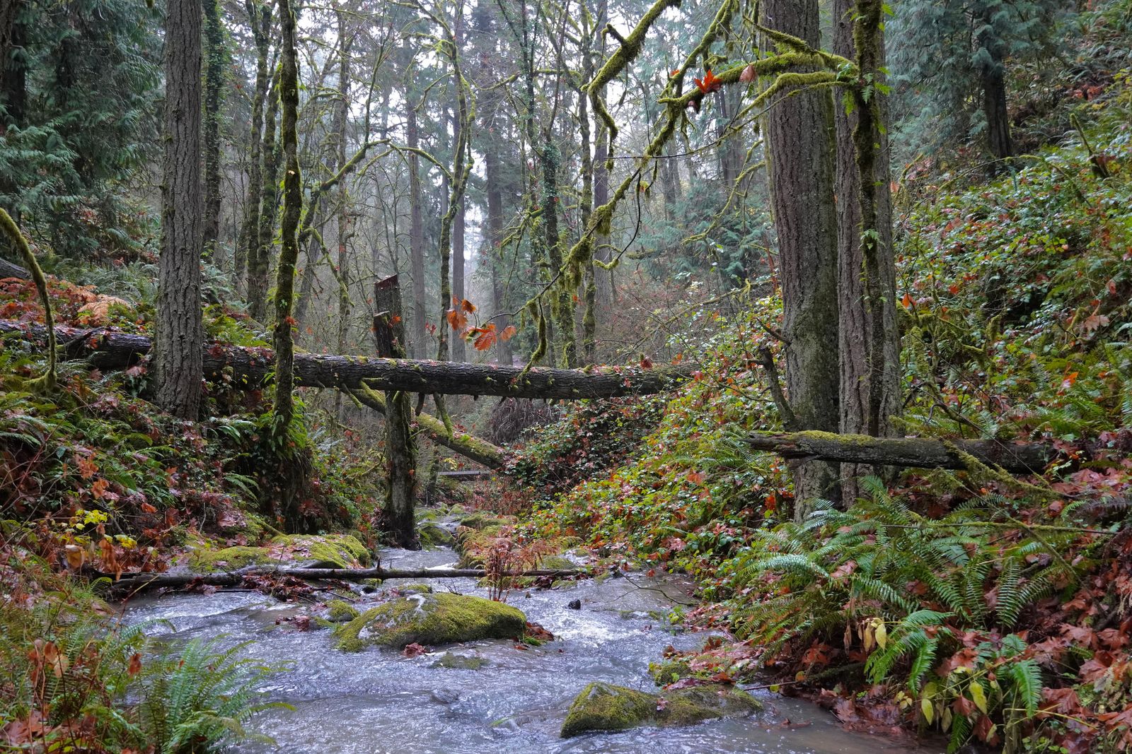 A misty forest with a rocky stream beneath fallen trunks, Portland