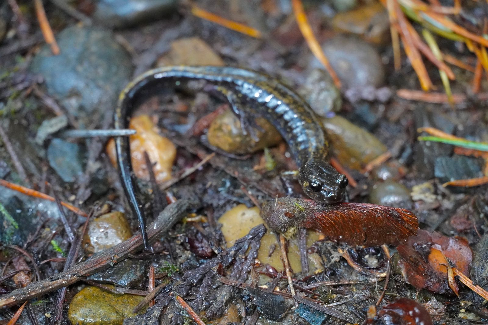 Dunn's salamander (Plethodon dunni) on pebbles among twigs and fallen needles, Portland