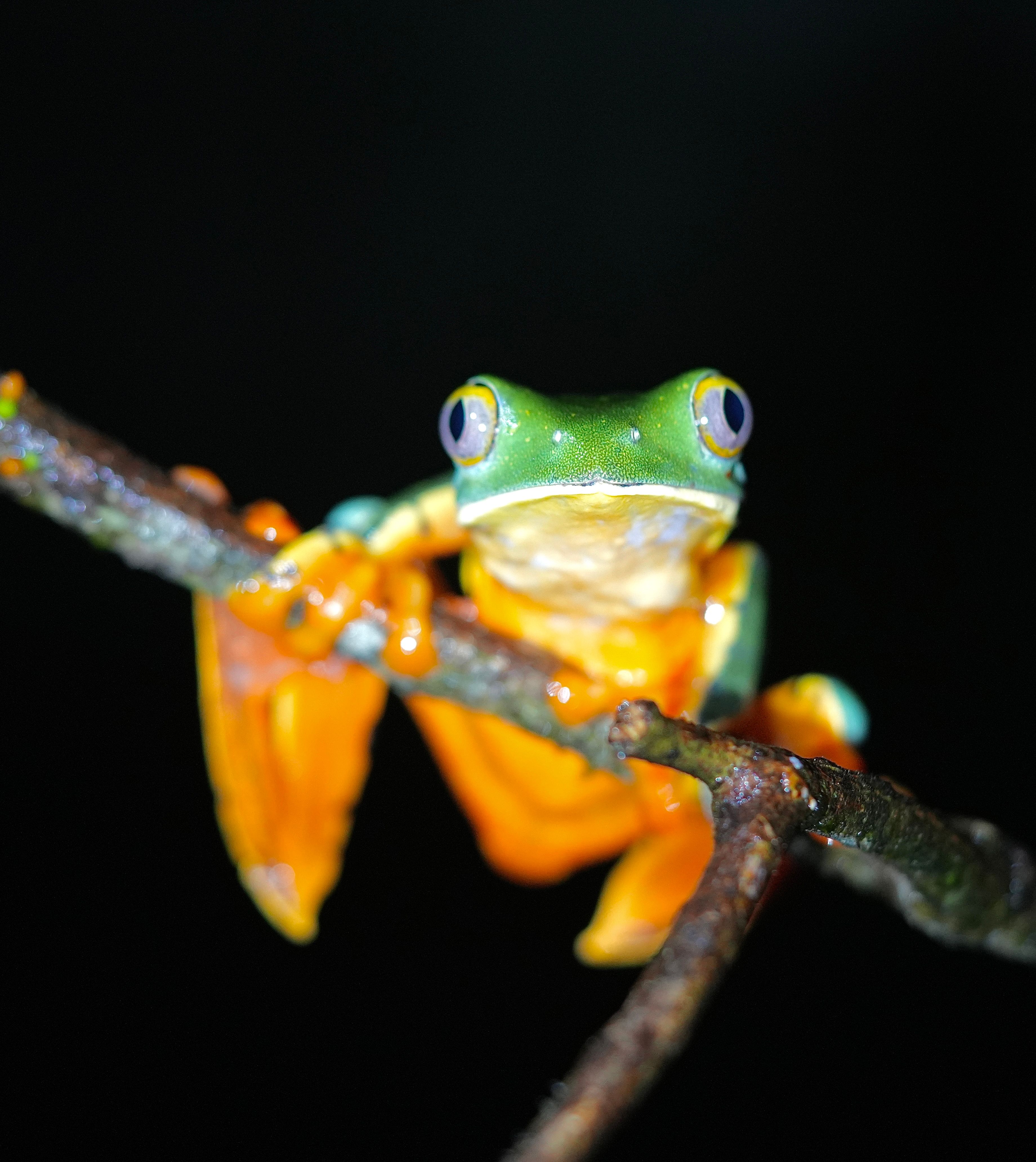 Costa Rica Amphibian Research Center Crarc August 2026