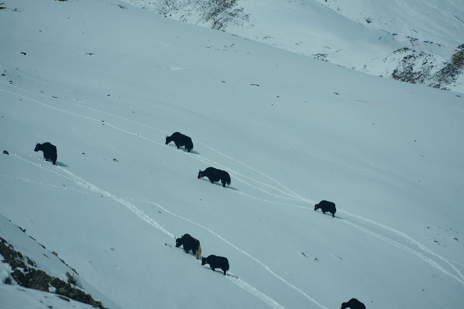 Seven shaggy mammals on snowy slopes crossed by tracks, Tibetan plateau