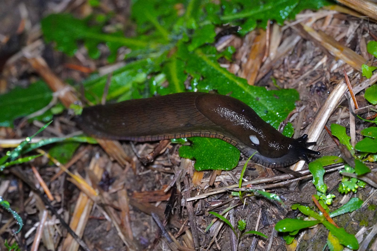 A brown slug among green leaves and plant litter, Portland