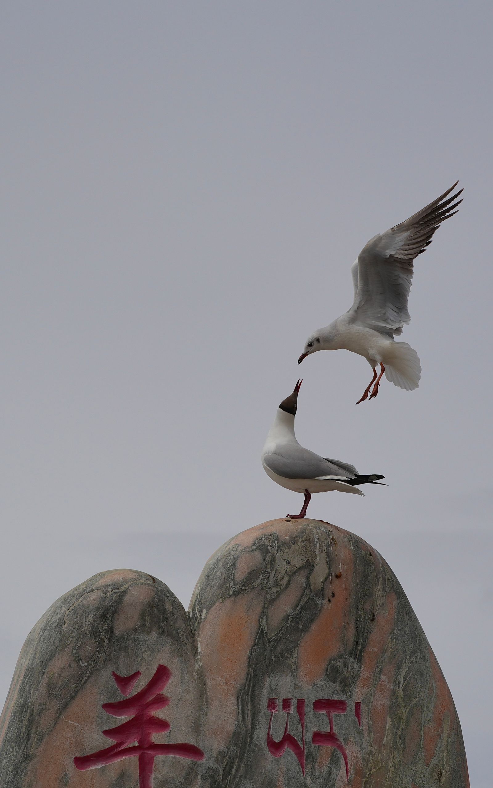 Two birds on red-marked rocks and in flight, Tibetan plateau