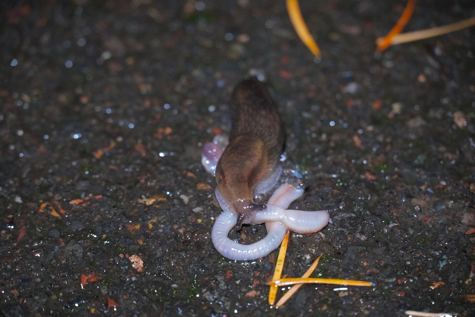 Taildropper slug (Prophysaon) on wet pavement beside a coiled worm, Portland