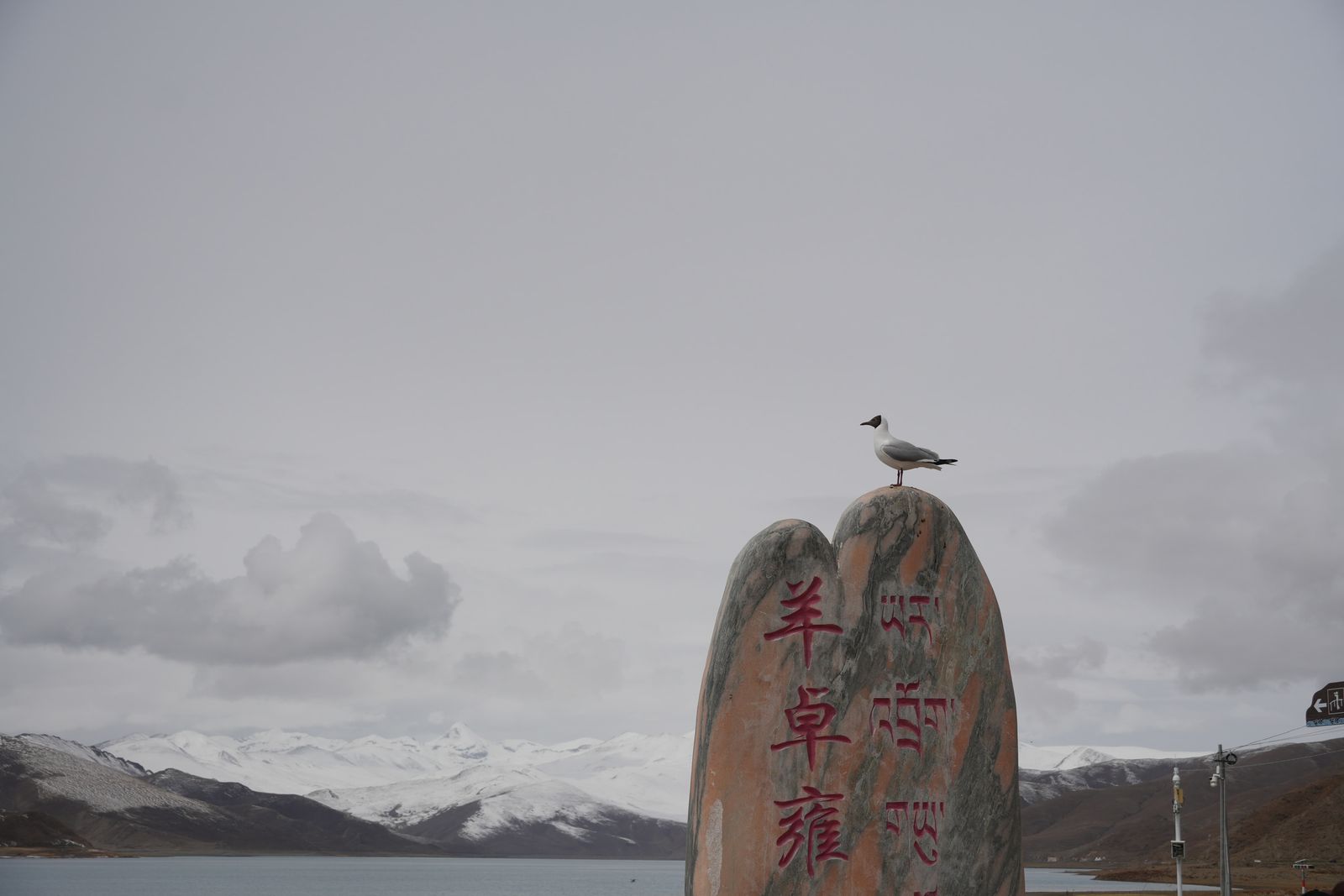 A gull on an inscribed stone below snow-covered mountains, Tibetan plateau